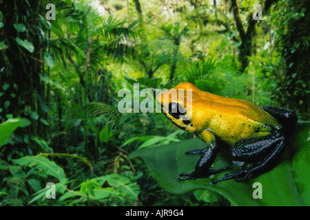 Flèche empoisonnée à pattes noires Phyllobates bicolor Grenouille Poison Dart Frog Banque D'Images