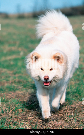 Akita Inu aux cheveux longs Banque D'Images