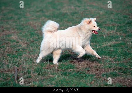 Akita Inu aux cheveux longs Banque D'Images