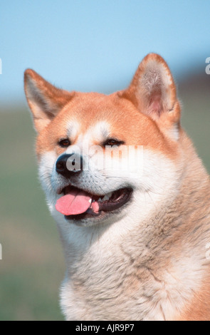 Akita Inu Banque D'Images