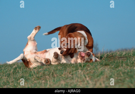 Basset Hounds tricolore et blanc citron Banque D'Images