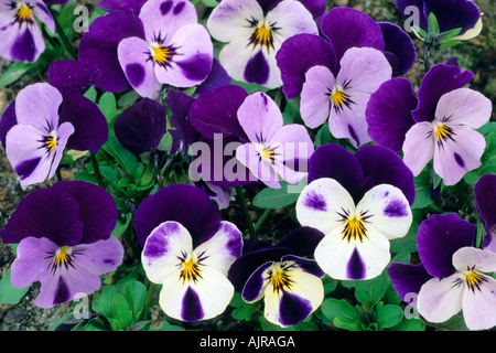 Pansy le jardin, Viola sp, Banque D'Images