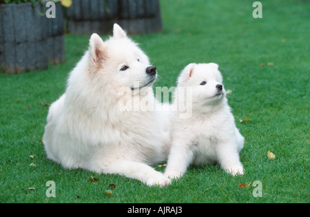 Avec 6 semaines chiot Samoyède Banque D'Images
