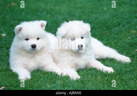 Chiots samoyède 6 semaines Banque D'Images