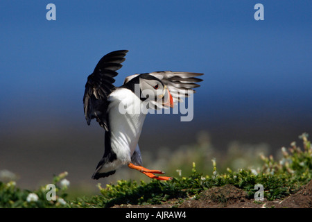 Fratecula arctica Macareux moine, en vol, à la terre, sur l'île de Farne intérieure, Iles Farne, UK Banque D'Images