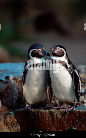 Pingouins Spheniscus humboldti Humboldt s Banque D'Images