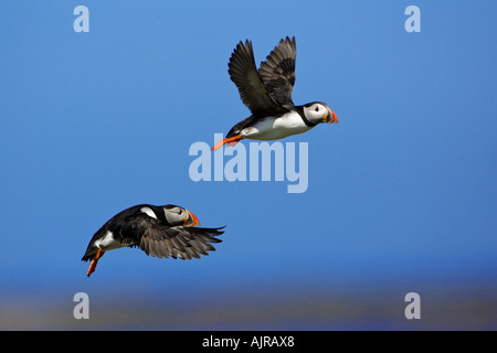 Fratecula arctica Macareux,, deux oiseaux en vol, Inner Farne Island, Iles Farne, UK Banque D'Images