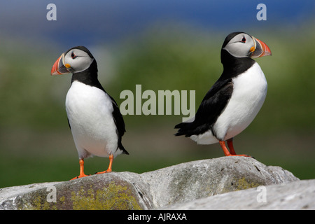 Fratecula arctica Macareux,, deux oiseaux en plumage nuptial, d'agrafe, de l'île l'île de Farne, Northumberland, Angleterre Banque D'Images