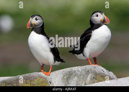 Fratecula arctica Macareux,, deux oiseaux en plumage nuptial, d'agrafe, de l'île l'île de Farne, Northumberland, Angleterre Banque D'Images