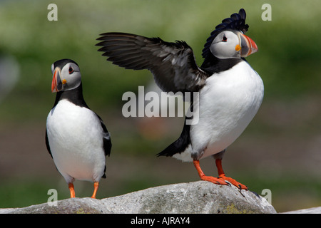 Fratecula arctica Macareux, oiseaux, deux, un battement d'ailes d'agrafer Island Iles Farne, UK Banque D'Images