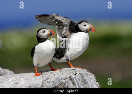 Fratecula arctica Macareux, oiseaux, deux, un battement d'ailes d'agrafer Island Iles Farne, UK Banque D'Images