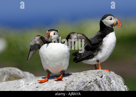 Fratecula arctica Macareux, oiseaux, deux, un battement d'ailes d'agrafer Island Iles Farne, UK Banque D'Images