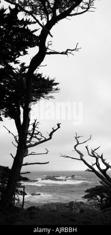 Pins de Monterey au point Lobus California USA Banque D'Images