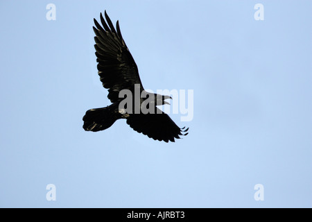 Grand corbeau, Corvus corax, appelant en vol Banque D'Images