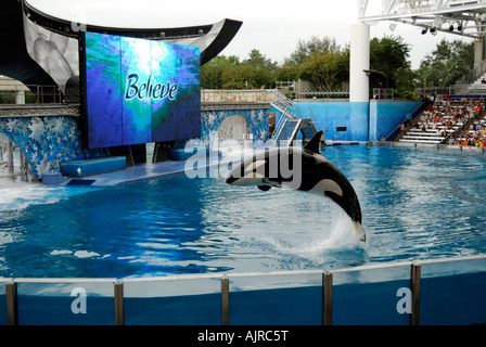 Le croire show à Seaworld, en Floride, avec Shamu l'épaulard (Orcinus orca) . Banque D'Images