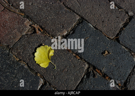 Ginkgo biloba leaf jaune sur les pavés en brique Banque D'Images