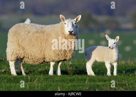 Leicester Ewe avec de l'agneau on meadow Banque D'Images