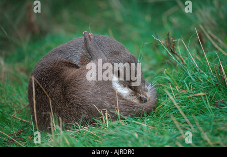 Loutre d'Europe Lutra lutra Loutre de rivière Banque D'Images