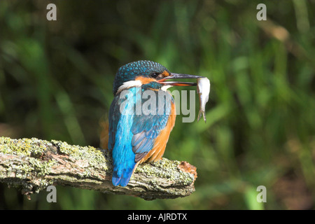 Alcedo atthis - Common kingfisher jeunes avec les proies reposant sur près de Riverside succursale dans le profil Banque D'Images