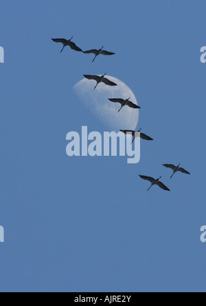 Grus grus - Troupeau de migration de grues cendrées en vol gracieux avec pleine lune en arrière-plan Banque D'Images