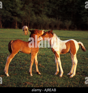 Deux poulains poneys - on meadow Banque D'Images