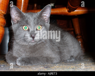 Petit Chaton sous la présidence Banque D'Images