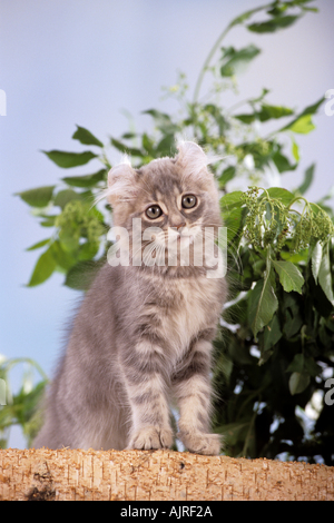 Young American curl debout chat Banque D'Images