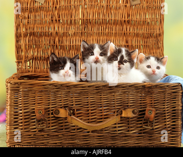 Quatre cat kitten - assis dans le panier Banque D'Images