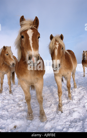 Plusieurs chevaux Haflinger dans la neige Banque D'Images