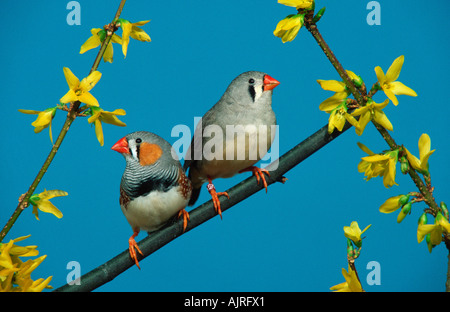 Paire Taeniopygia guttata Diamants mandarins Banque D'Images