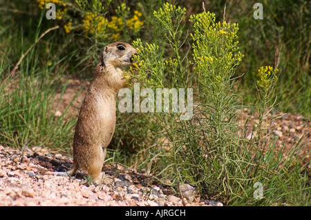 Espèces en Utah chien de prairie Cynomys parvidens debout Banque D'Images