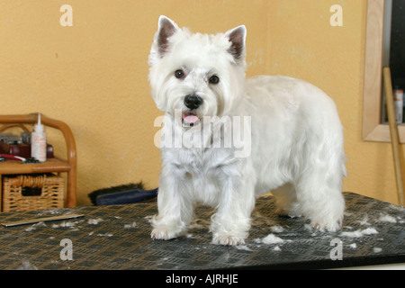West Highland White Terrier Westie table de fraisage sur Banque D'Images