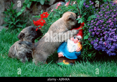 Cairn Terrier chiots 6 semaines avec nain de jardin Banque D'Images