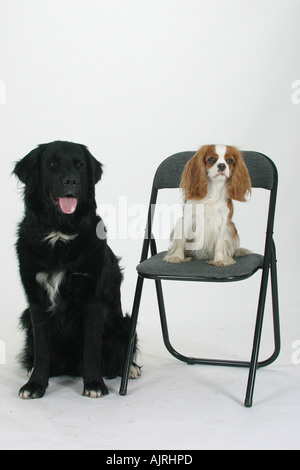 Mixed Breed Dog à côté et Cavalier King Charles Spaniel on chair Banque D'Images