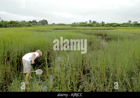 Garçon de huit ans à la recherche de crabes bleus dans l'herbe des marais, des zones humides, de polpis, port de l'île de Nantucket, Massachusetts, USA. Banque D'Images