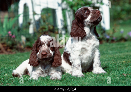 Cocker Anglais chiots 7 semaines Banque D'Images