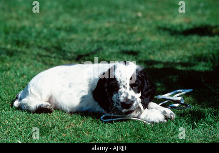 Cocker Anglais chiot 7 semaines rongeant en laisse Banque D'Images