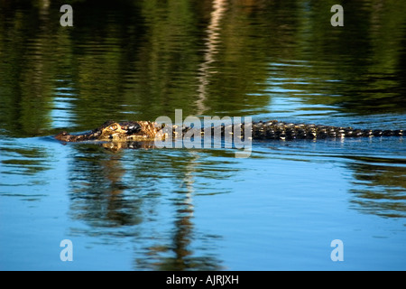 Caïman Noir Melanosuchus niger se cache dans l'eau de la réserve de développement durable Mamiraua Amazonas Brésil Banque D'Images