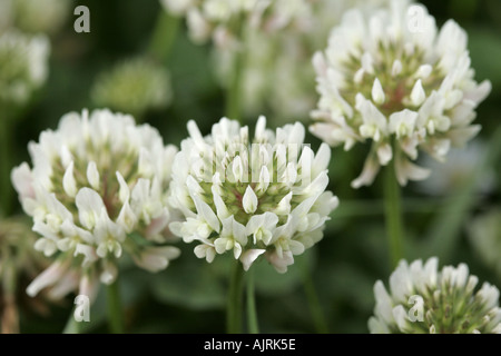 Petit Trèfle blanc Trifolium repens têtes de fleurs vivaces comté de Down en Irlande du Nord Banque D'Images