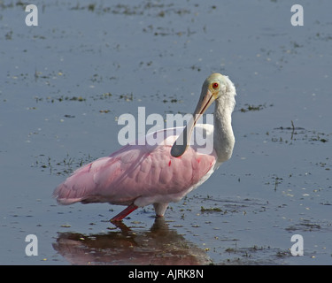 Roseate Spoonbill à Viera Wetlands Banque D'Images