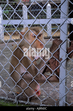 Macaque Macaca sp dans une petite cage dans un zoo privé attaché à la tunnel de Cu Chi un complexe touristique près de Ho Chi Minh City Vietnam Banque D'Images