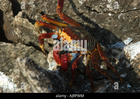 Crabe rouge Grapsus grapsus Saint Pierre et de Saint Paul roches, Brésil, Océan Atlantique