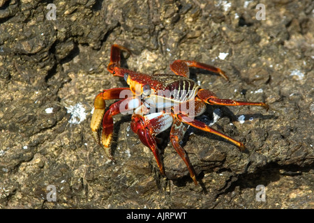 Crabe rouge Grapsus grapsus Saint Pierre et de Saint Paul roches, Brésil, Océan Atlantique