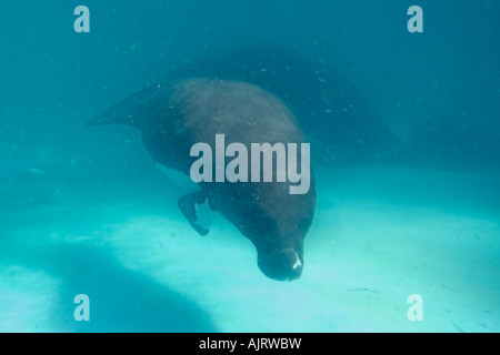 Lamantin Trichechus inunguis Amazon disparition Manaus Amazonas Brésil c Banque D'Images