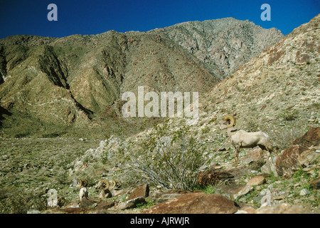 La péninsule de Desert bighorn (Ovis canadensis cremnobates) Banque D'Images