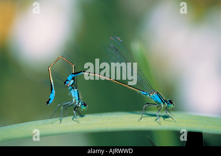 Jeune fille Iscnura elagans , mouches , sont l'accouplement , Saka Lake , Tekirdag Turquie . Banque D'Images