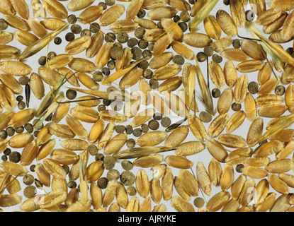 La qualité du grain de l'avoine sauvage Avena fatua et couperets contamination dans le grain de blé après la récolte Banque D'Images