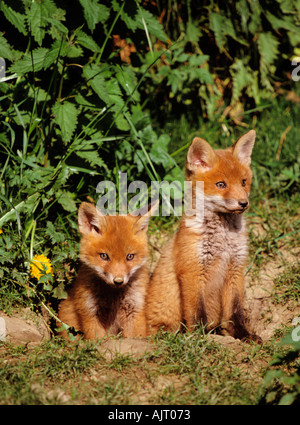 Renard rouge (Vulpes vulpes). Deux kits assis au coin détente. Allemagne Banque D'Images