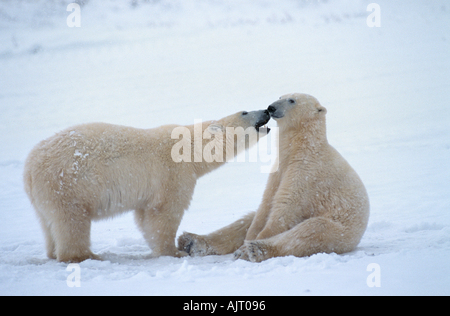 Deux ours polaires - lecture / Ursus maritimus Banque D'Images