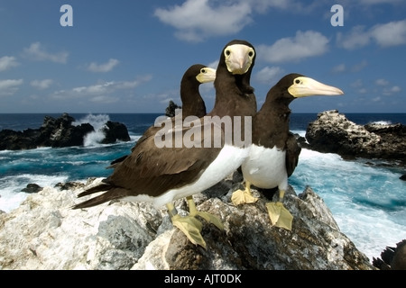 Brown boobies Sula leucogaster et Bay St Peter et St Paul s rocks Brésil Océan Atlantique Banque D'Images